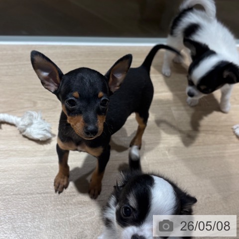 ミニチュア・ピンシャーの写真