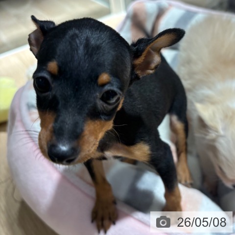 ミニチュア・ピンシャーの写真