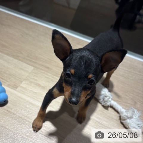 ミニチュア・ピンシャーの写真