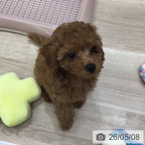岐阜県のトイプードル(トイ) (ペットプラス 各務原店/2026年3月1日生まれ/女の子/レッド)の子犬の4枚目の画像