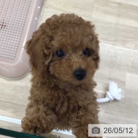 岐阜県のトイプードル(トイ) (ペットプラス 各務原店/2026年3月1日生まれ/女の子/レッド)の子犬の3枚目の画像