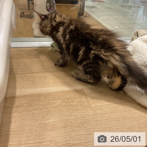 メインクーンの写真