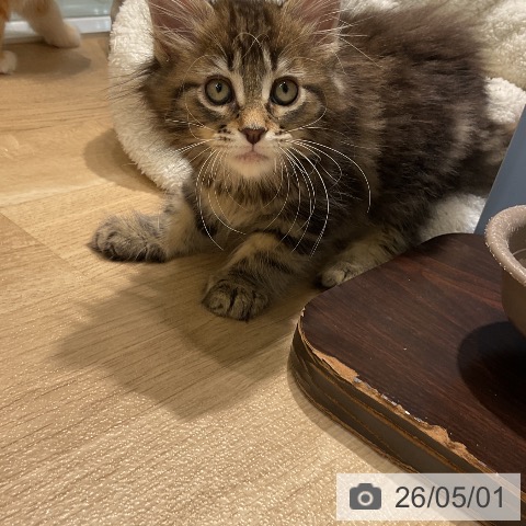 メインクーンの写真