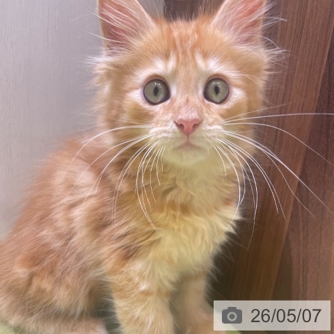 富山県のメインクーン (ペットプラス 高岡店/2026年2月28日生まれ/男の子/レッドタビー)の子猫の4枚目の画像