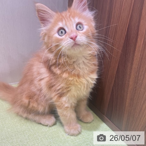 富山県のメインクーン (ペットプラス 高岡店/2026年2月28日生まれ/男の子/レッドタビー)の子猫の3枚目の画像