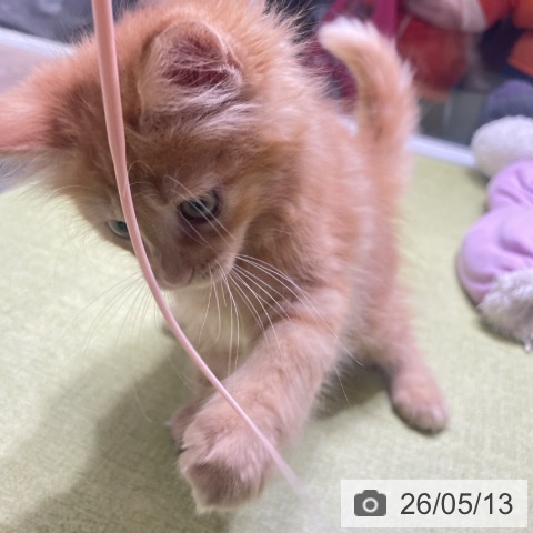 富山県のメインクーン (ペットプラス 高岡店/2026年2月28日生まれ/男の子/レッドタビー)の子猫の4枚目の画像