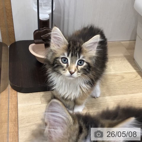 岐阜県のメインクーン (ペットプラス 各務原店/2026年3月1日生まれ/女の子/ブラウンパッチドタビーホワイト)の子猫の4枚目の画像