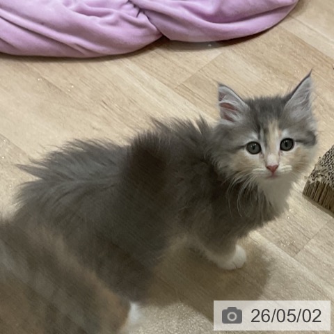 メインクーンの写真