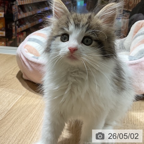 ノルウェージャンフォレストキャットの写真
