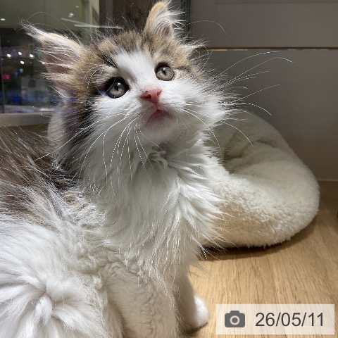 愛知県のノルウェージャンフォレストキャット (ペットプラス イオンモール豊川店/2026年3月1日生まれ/男の子/ブラウンタビーホワイト)の子猫の3枚目の画像