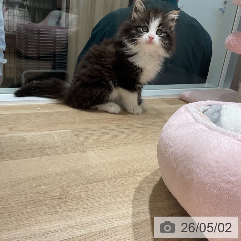 ノルウェージャンフォレストキャットの写真
