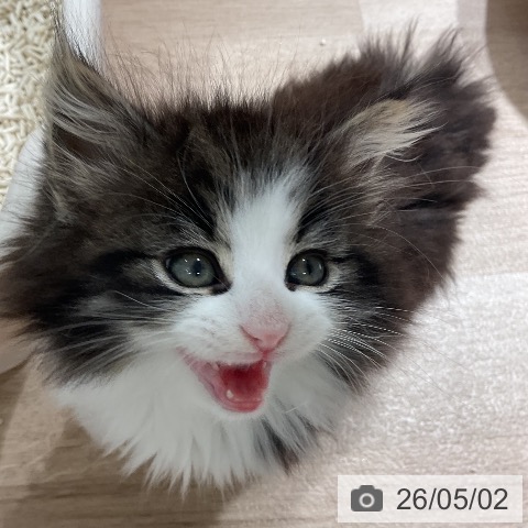 ノルウェージャンフォレストキャットの写真