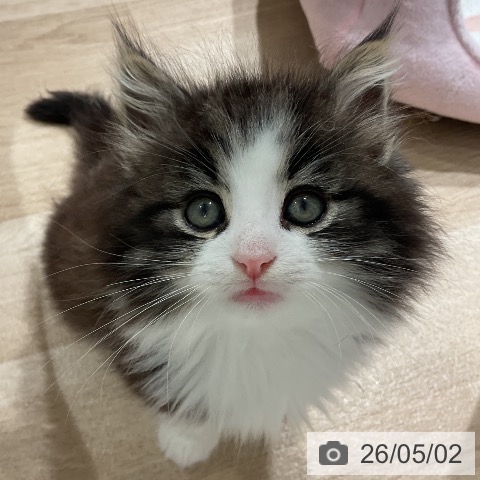 ノルウェージャンフォレストキャットの写真