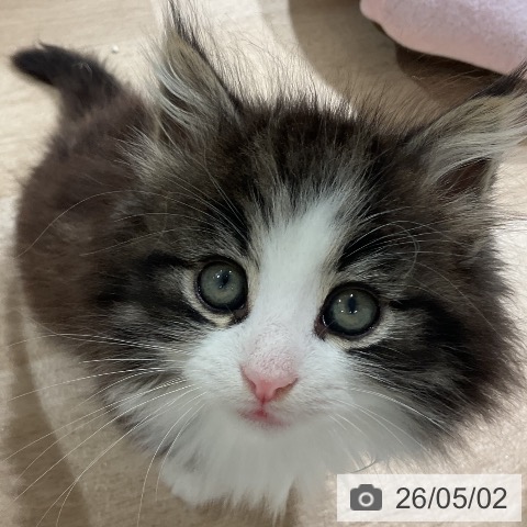 ノルウェージャンフォレストキャットの写真