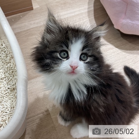 ノルウェージャンフォレストキャットの写真