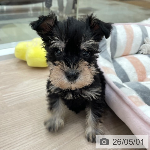 愛知県のミニチュアシュナウザー (ペットプラス 豊田店/2026年2月28日生まれ/女の子/ブラックシルバー)の子犬の3枚目の画像