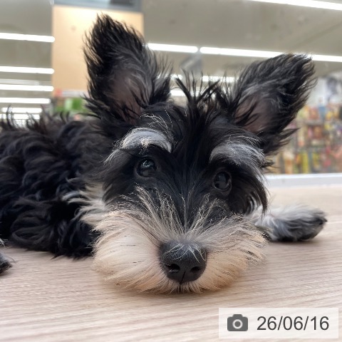 ミニチュア・シュナウザーの写真