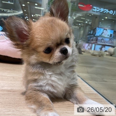 愛知県のチワワ(ロング) (ペットプラス 岡崎店/2026年2月27日生まれ/男の子/フォーン)の子犬の4枚目の画像