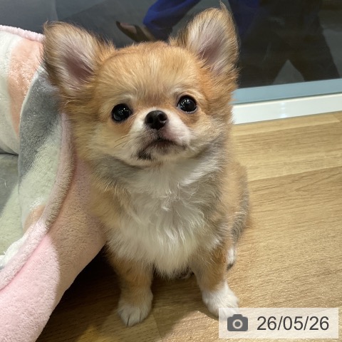 愛知県のチワワ(ロング) (ペットプラス 岡崎店/2026年2月27日生まれ/男の子/フォーン)の子犬の4枚目の画像