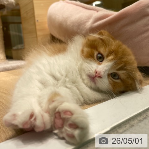 愛知県のスコティッシュフォールド (ペットプラス 則武新町店/2026年2月25日生まれ/男の子/レッドタビーホワイト)の子猫の3枚目の画像