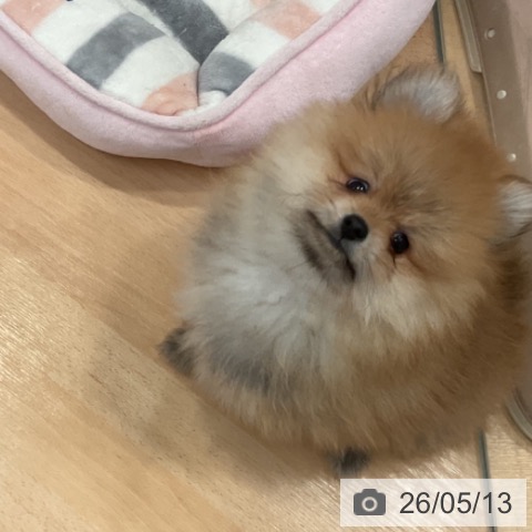 愛知県のポメラニアン (ペットプラス 名古屋茶屋店/2026年3月1日生まれ/男の子/オレンジ)の子犬の3枚目の画像