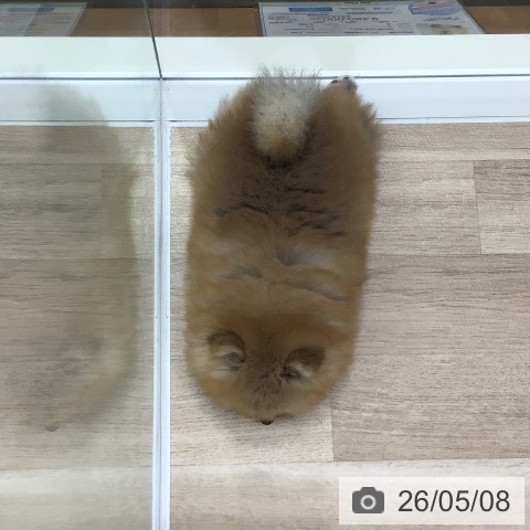 岐阜県のポメラニアン (ペットプラス 各務原店/2026年3月1日生まれ/男の子/オレンジ)の子犬の4枚目の画像