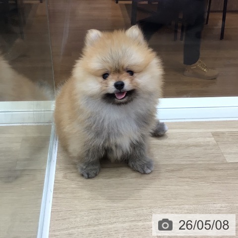 岐阜県のポメラニアン (ペットプラス 各務原店/2026年3月1日生まれ/男の子/オレンジ)の子犬の3枚目の画像