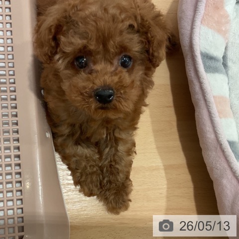 愛知県のトイプードル(トイ) (ペットプラス 名古屋茶屋店/2026年3月1日生まれ/男の子/レッド)の子犬の4枚目の画像