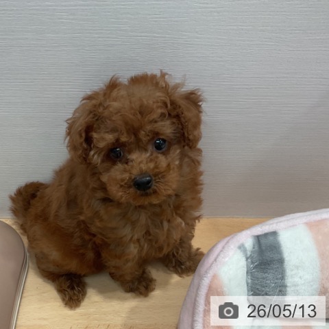愛知県のトイプードル(トイ) (ペットプラス 名古屋茶屋店/2026年3月1日生まれ/男の子/レッド)の子犬の3枚目の画像