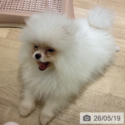 ポメラニアンの写真
