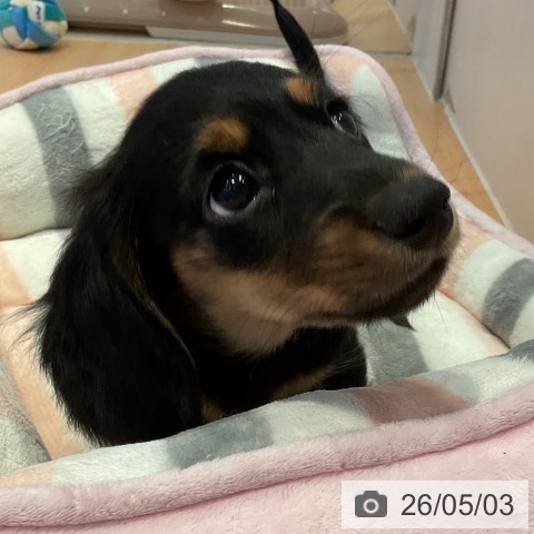 カニーンヘン・ダックスフンドの写真