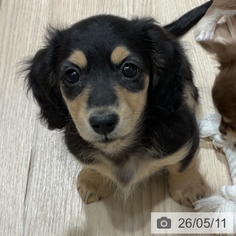愛知県のミニチュアダックスフンド(ロング) (ペットプラス イオンモール長久手店/2026年3月1日生まれ/女の子/ブラックイエロー)の子犬の4枚目の画像