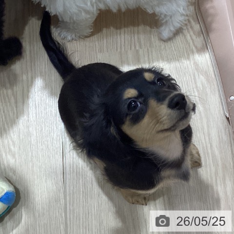 愛知県のミニチュアダックスフンド(ロング) (ペットプラス イオンモール長久手店/2026年3月1日生まれ/女の子/ブラックイエロー)の子犬の4枚目の画像