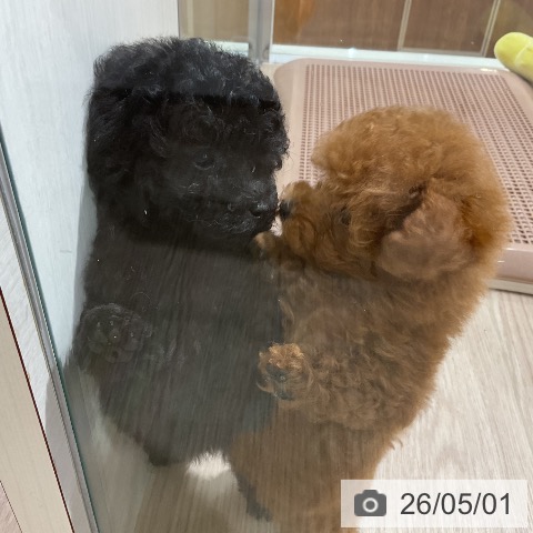 トイ・プードルの写真