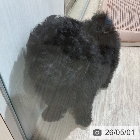 トイ・プードルの写真