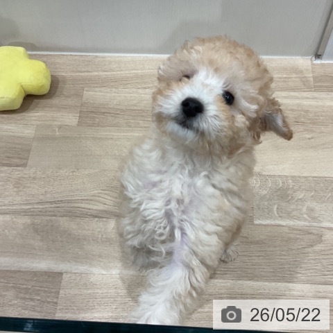 愛知県のトイプードル(トイ) (ペットプラス 東浦店/2026年3月2日生まれ/男の子/オレンジフォーン)の子犬の3枚目の画像