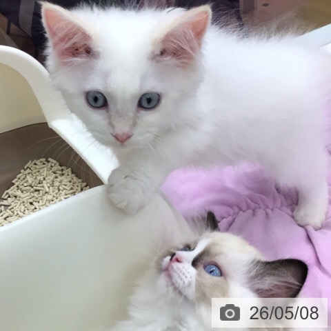 福井県のサイベリアン (ペットプラス 福井店/2026年2月12日生まれ/男の子/クリームポイント)の子猫の4枚目の画像