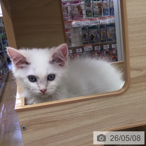サイベリアンの写真