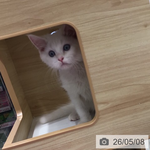 福井県のサイベリアン (ペットプラス 福井店/2026年2月12日生まれ/男の子/クリームポイント)の子猫の3枚目の画像