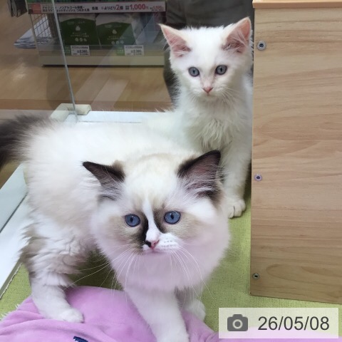 サイベリアンの写真