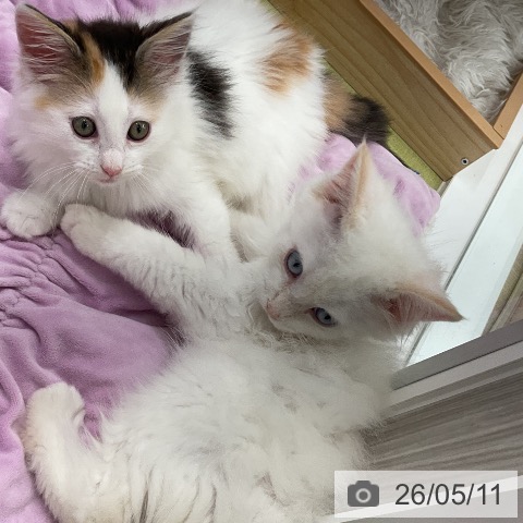サイベリアンの写真