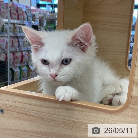 福井県のサイベリアン (ペットプラス 福井店/2026年2月12日生まれ/男の子/クリームポイント)の子猫の4枚目の画像