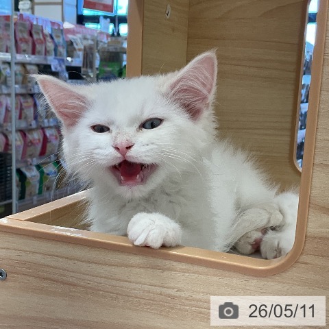 福井県のサイベリアン (ペットプラス 福井店/2026年2月12日生まれ/男の子/クリームポイント)の子猫の3枚目の画像