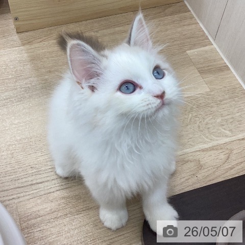 サイベリアンの写真