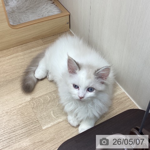 サイベリアンの写真