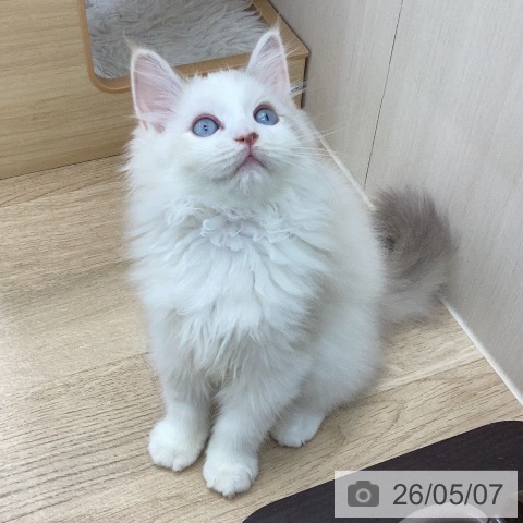 サイベリアンの写真