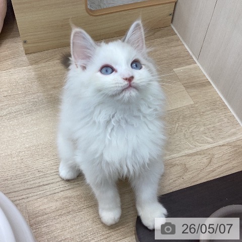 サイベリアンの写真