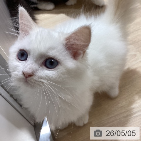 サイベリアンの写真