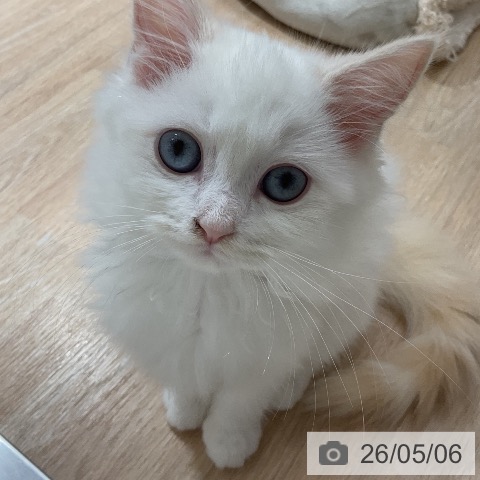 サイベリアンの写真