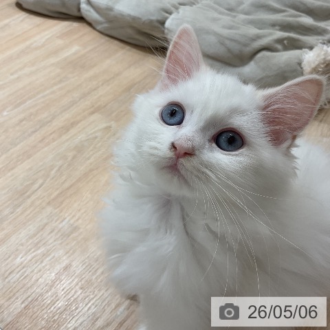 サイベリアンの写真